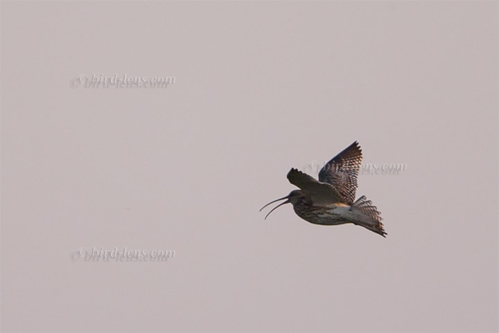 Großer Brachvogel Großer Brachvogel